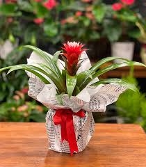 Guzmania Hoppa
